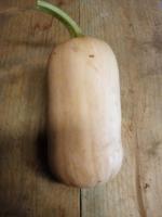 Butternut 'sun teeny'