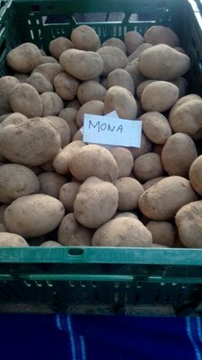 Pdt variété monalisa