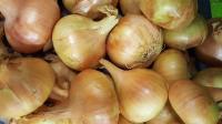 Oignons jaune