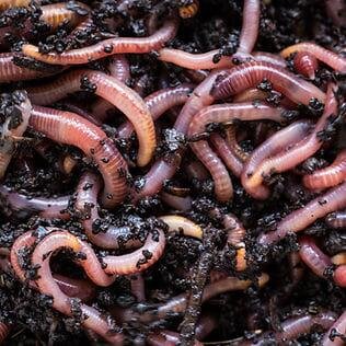 Pack 250gr de vers de compost