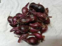 Oignons rouge petit calibre