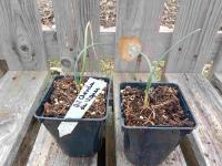 Ail des vignes chevelu 'hair'  0.5l