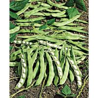 Haricot cultivé dans le maïs