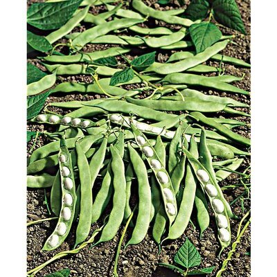 Haricot cultivé dans le maïs