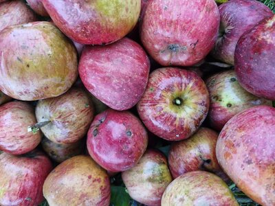 Pommes à couteau 2 kg