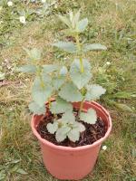 Agastache blue spike 1l