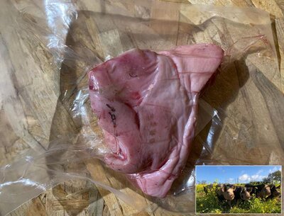 Oreille de porc - porc plein air