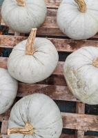 Potiron bleu de hongrie