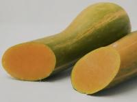 Courge longue de nice