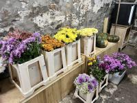 Botte de chrysanthèmes