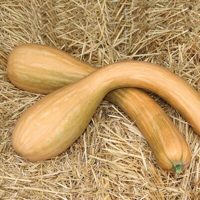 Courges 'longue de nice'