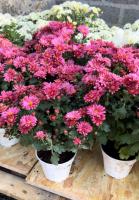 Chrysanthèmes en pot 1 l petites fleurs