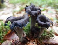 Trompettes de la mort de gironde fraiches-1kg