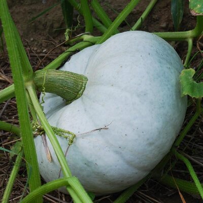 Courge 'bleue de hongrie'