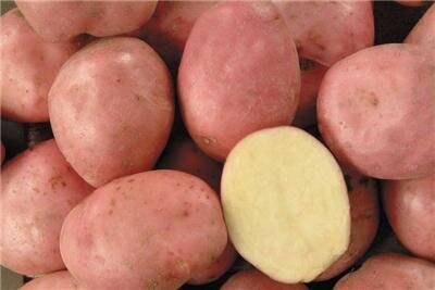 Pomme de terre 'alouette'
