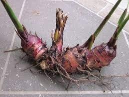 Canna comestible edulis