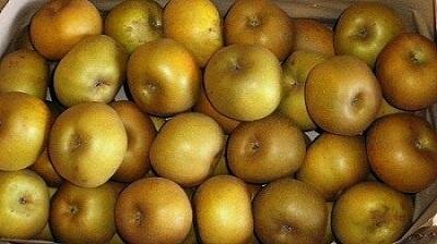 Pomme canada plateau 5 kg 'bon marché'
