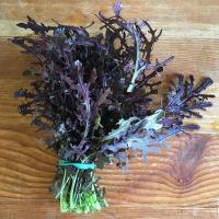 Mizuna rouge  ( moutarde japonnaise)