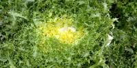 Chicorée frisée