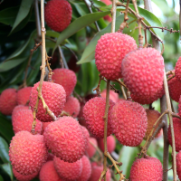 Litchi bio