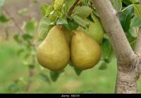 Poire variété 'grand champion'