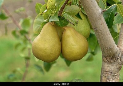Poire variété 'grand champion'