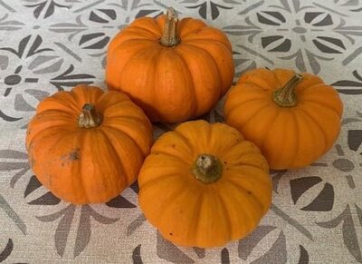Courge jack be little-lot de 3