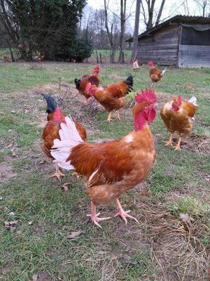 Coq fermier extra