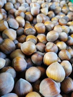 Noisettes