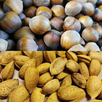 Noisettes et amandes