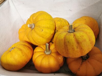 Courge jack be little