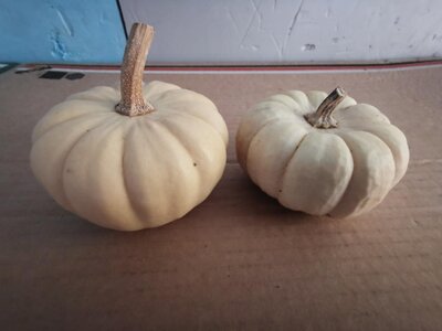 Mini courge baby boo