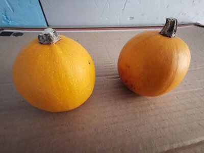 Pomme d'or