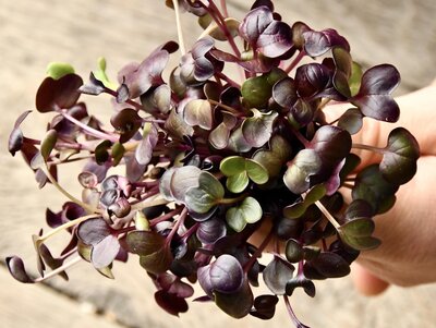 Radis pourpre