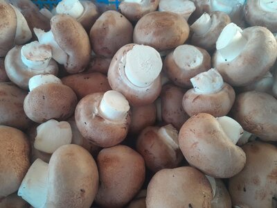 Champignons de paris brun bio