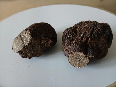 Truffe du périgord