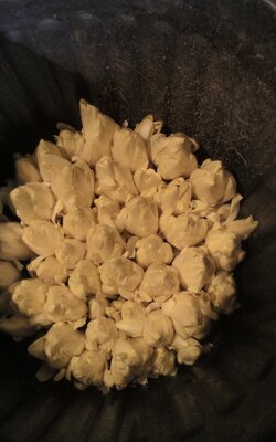 Endives