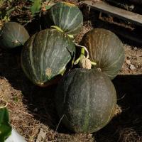 Potiron-vert kabocha 1.2kg à 1.5kg