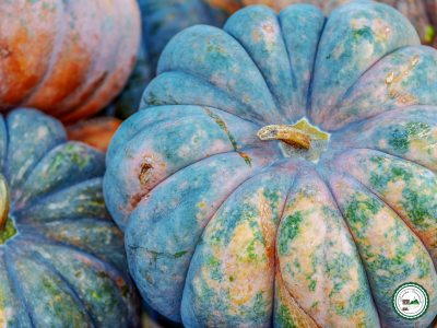 Courge de musquée