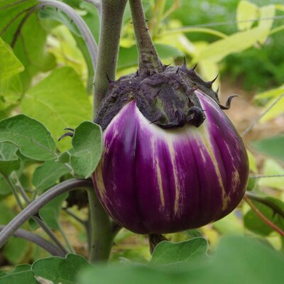 Semence aubergine ronde violette de florence