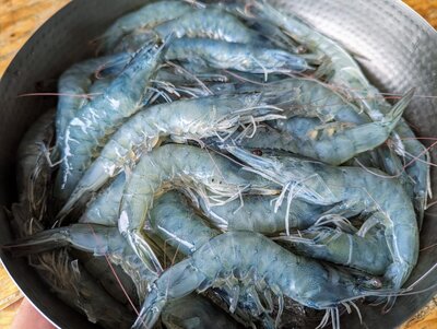 Crevettes crues vannamei
