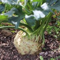 Semence céleri-rave alba