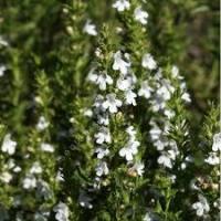 Huile essentielle de sarriette des montagnes