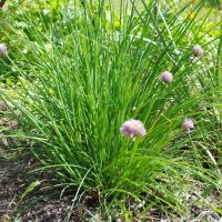 Semence ciboulette commune