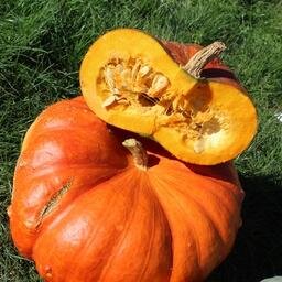 1/4 courge citrouille rouge d'estampe