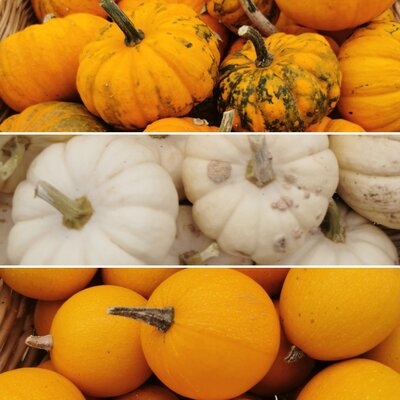 2 mini courges