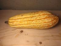 Courge delicata