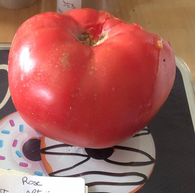 Tomates rose altaï (graines à semer)