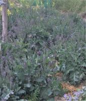 Choux brocoli à jets violets(graines à semer)