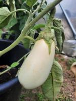 Aubergine blanche (semences graines))